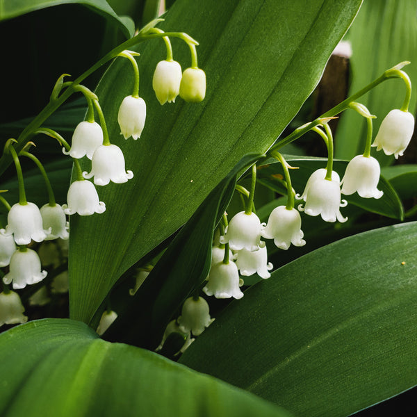 Lily Of The Valley - FlowerFix