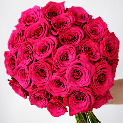 images of hot pink roses